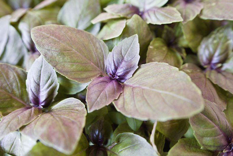 Roter Basilikum (Ocimum basilicum "purpurascens")