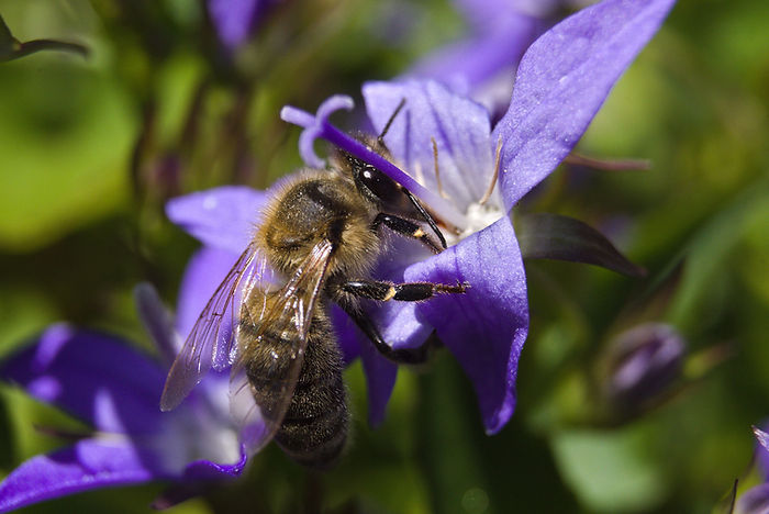 Honigbiene auf Hängepolster-Glockenblume Campanula poscharskyana