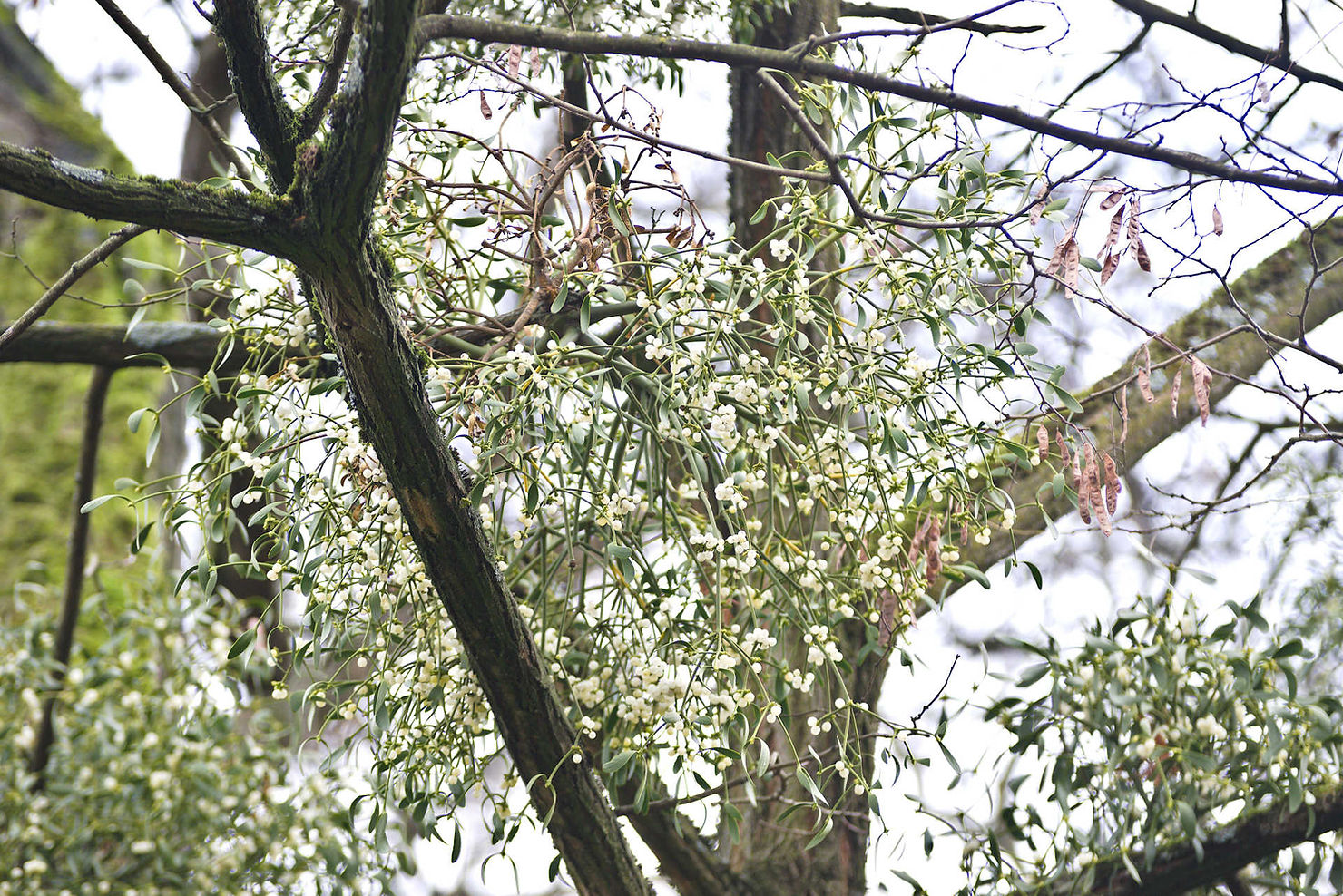Mistel auf der Kirschpflaume (Prunus cerasifera)