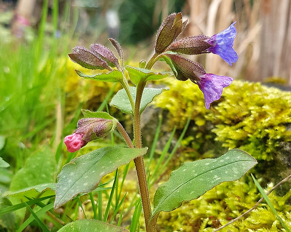 Geflecktes Lungenkraut mit verschiedenfarbigen Blüten