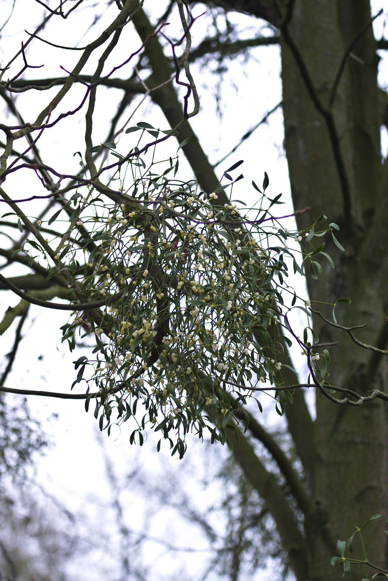 Mistel auf der Rosskastanie (Aesculus hippocastanum)