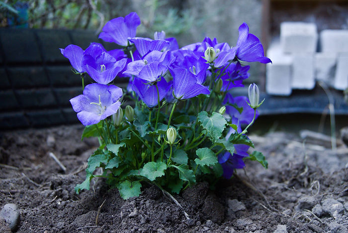 Karpaten-Glockenblume Campanula carpatica