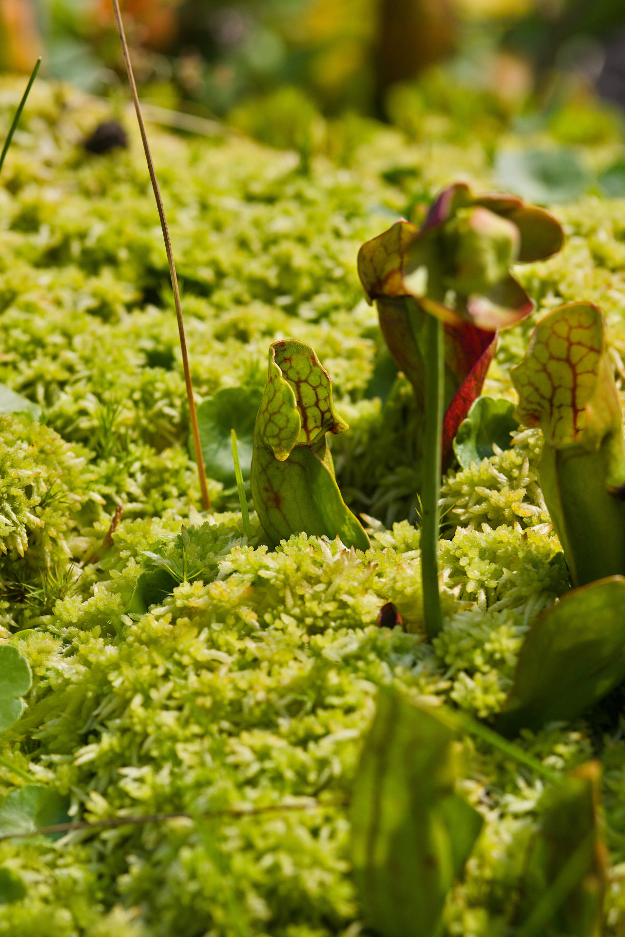 Schlauchpflanze sarracenia purpurea in torfmoos
