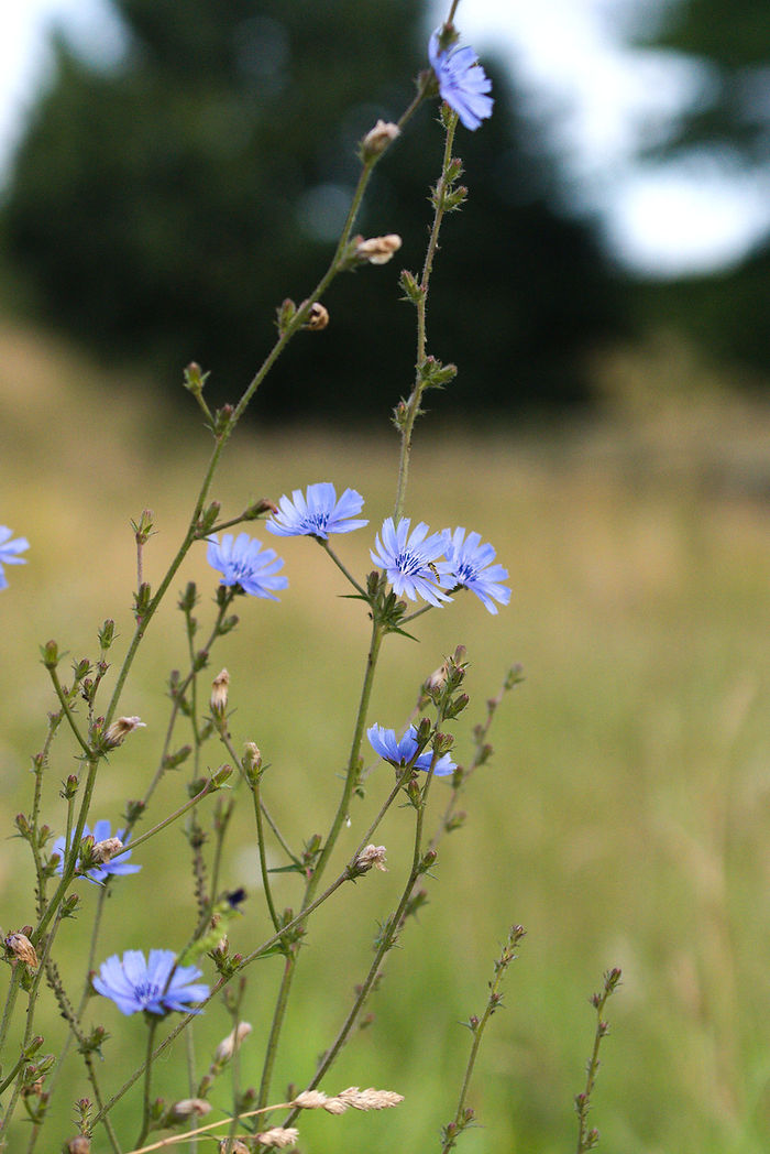 Blütenstände der Wegwarte Cichorium intybus