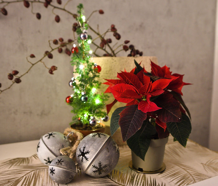 Weihnachtsstern mit Weihnachtsdeko