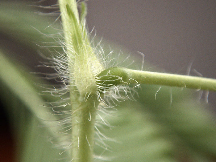Pulvinus Gelenk einer Mimose Nahaufnahme mimosa pudica