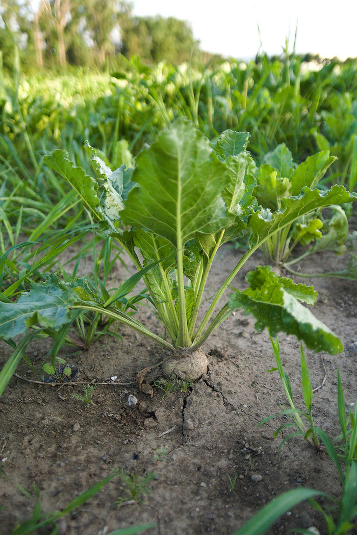 Zuckerrübe Beta vulgaris