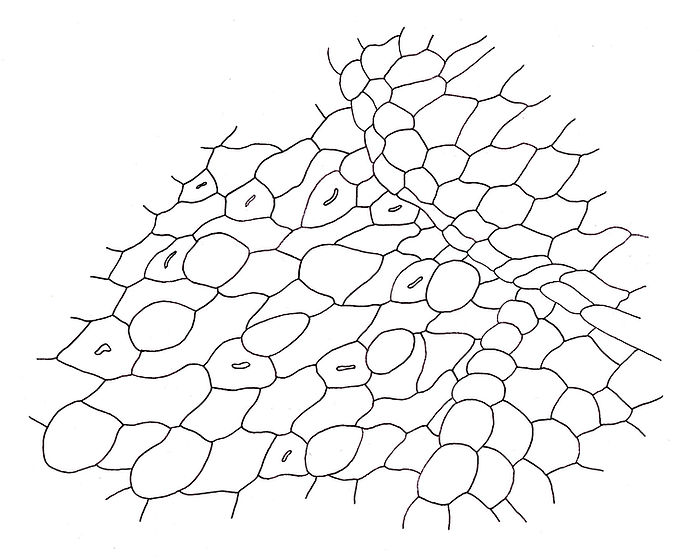 Oberfläche eines azolla farns gemalt 