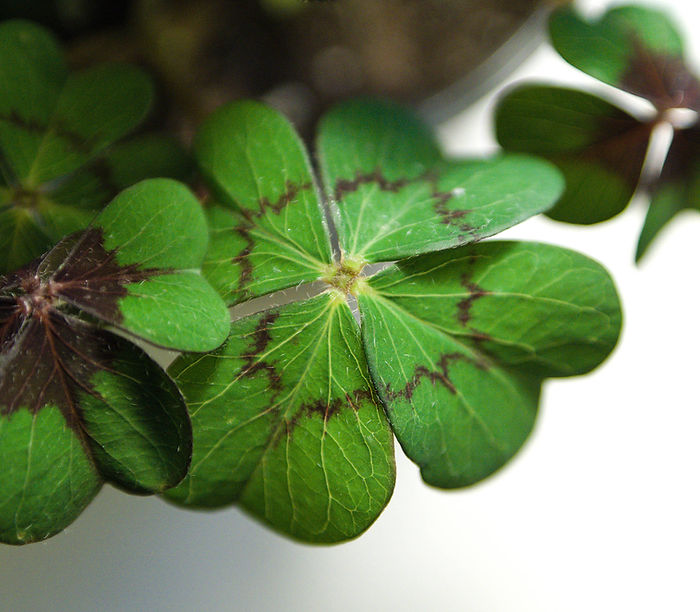 Sorte Oxalis tetraphylla "reverse iron cross"