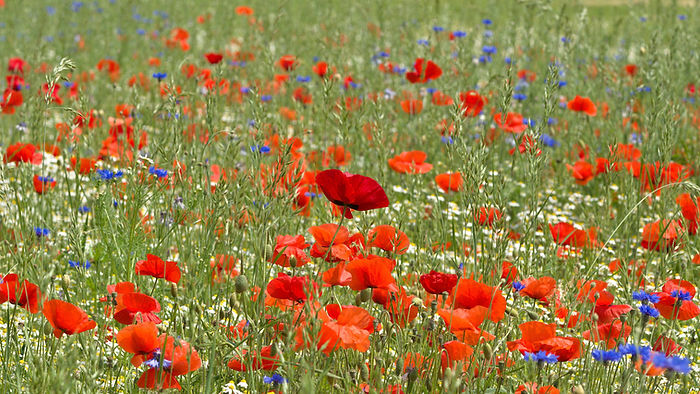 Klatschmohn und blaue Kornblume im Feld