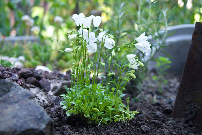 eine weiße Zwerg-Glockenblume (Campanula cochleariifolia)