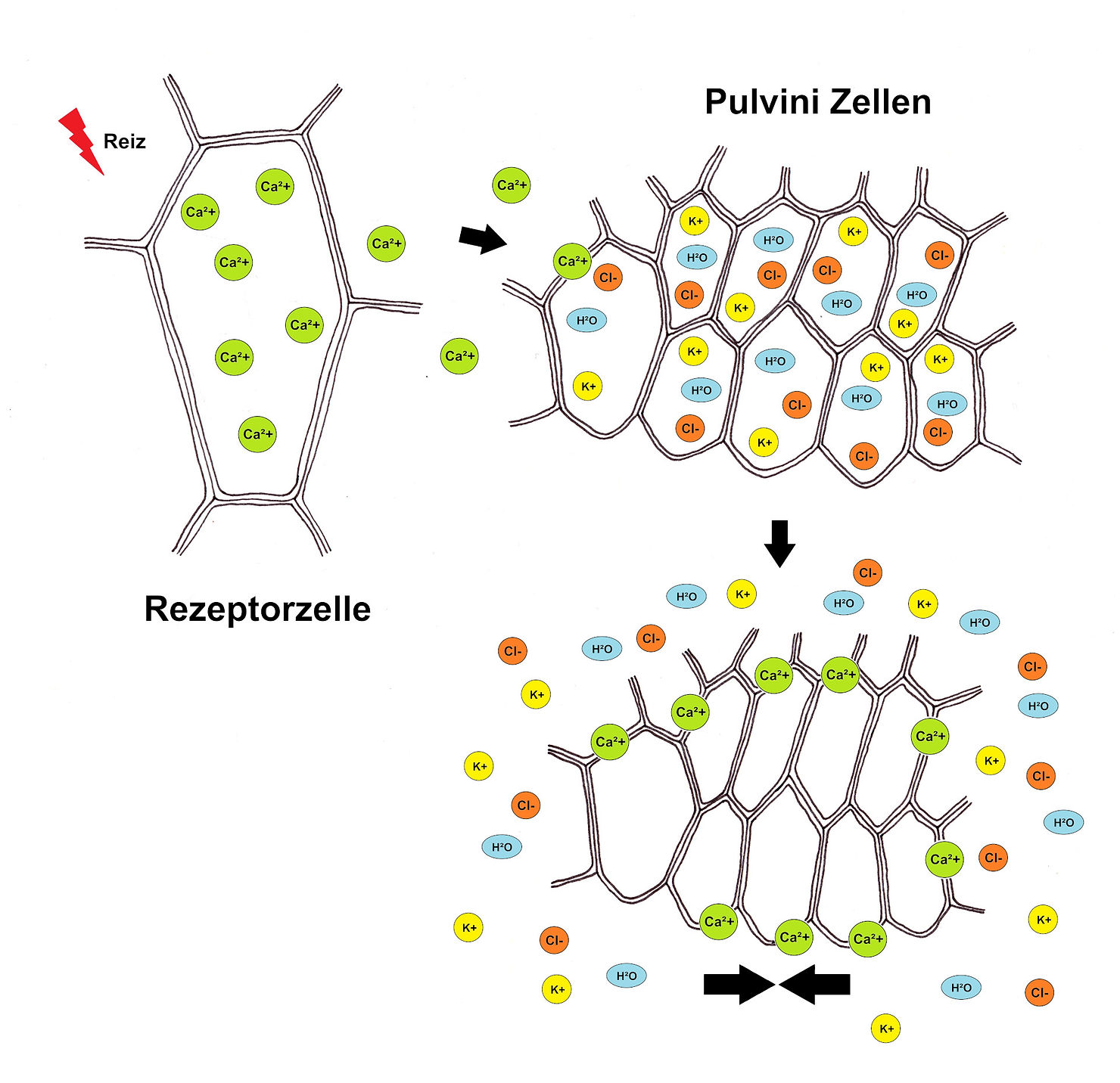 Infografik über die chemischen Zusammenhänge die in einer Mimose passieren wenn sie gereizt wird Mimosa pudica
