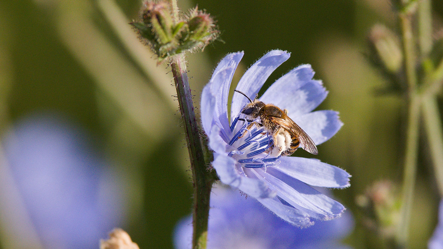 Weibchen der Gelbbindigen Furchenbiene (Halictus scabiosae), ein weiterer Besucher der Wegwarte