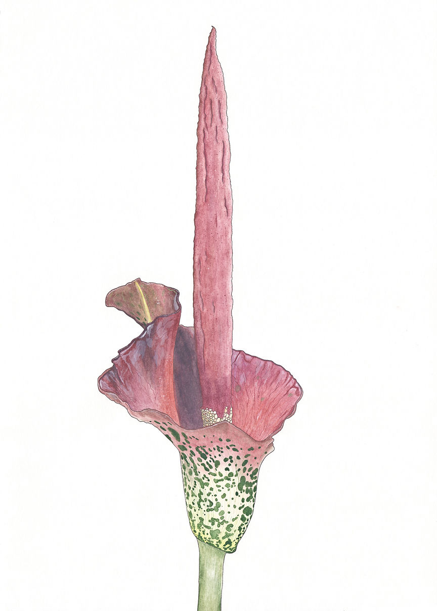 Aquarell der Blüte einer Teufelszunge