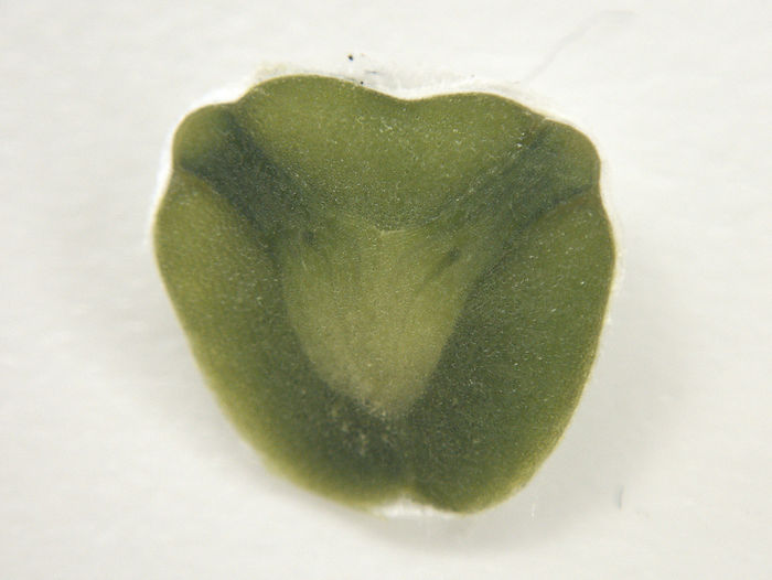 Tangentialschnitt eines Mistelsamen, zu sehen ist der Embryo in der Mitte