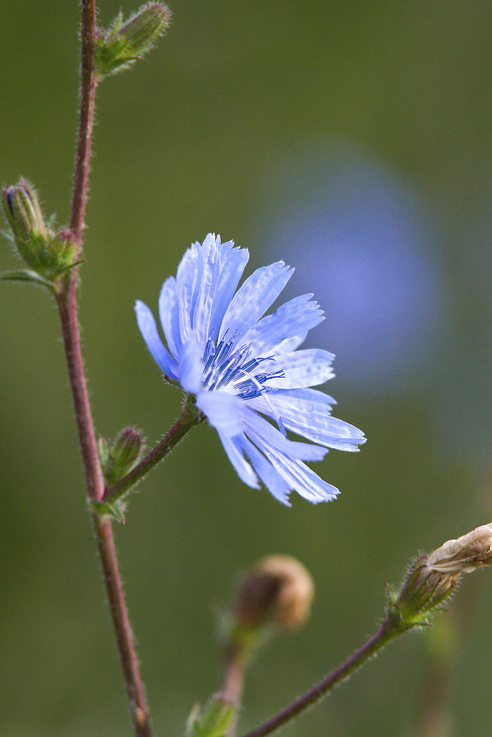Blaue Blüte der Gewöhnlichen Wegwarte Cichorium intybus