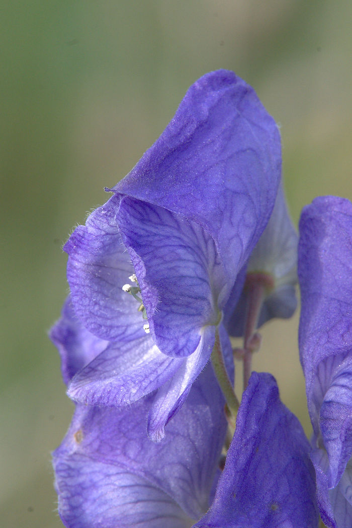 Der Blaue Eisenhut Aconitum napellus