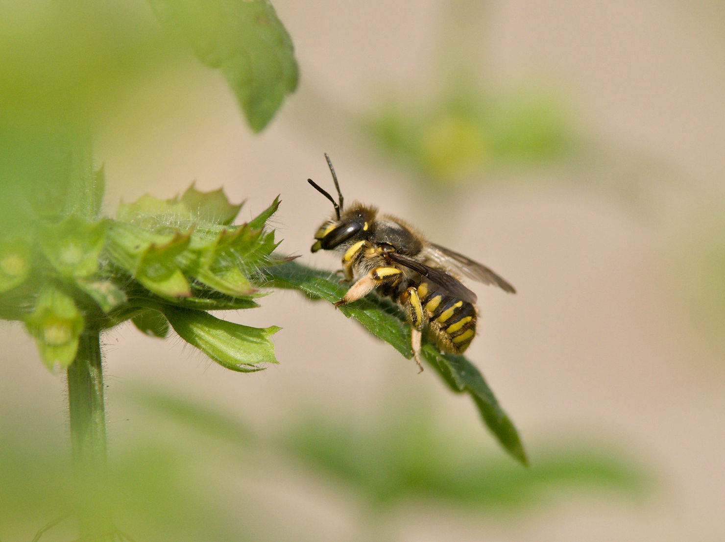 Garten Wollbiene, Große Wollbiene Anthidium manicatum