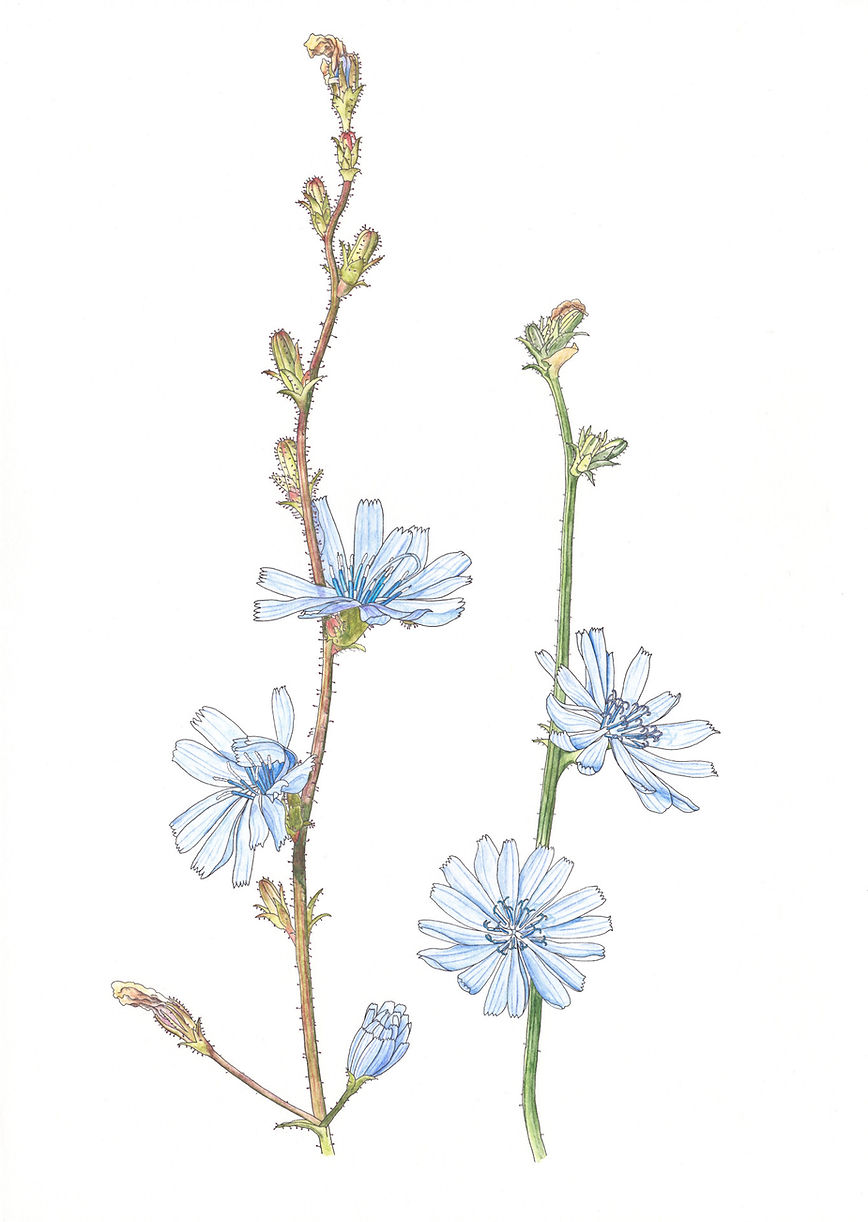 Aquarelle einer Wegwarte Cichorium intybus 