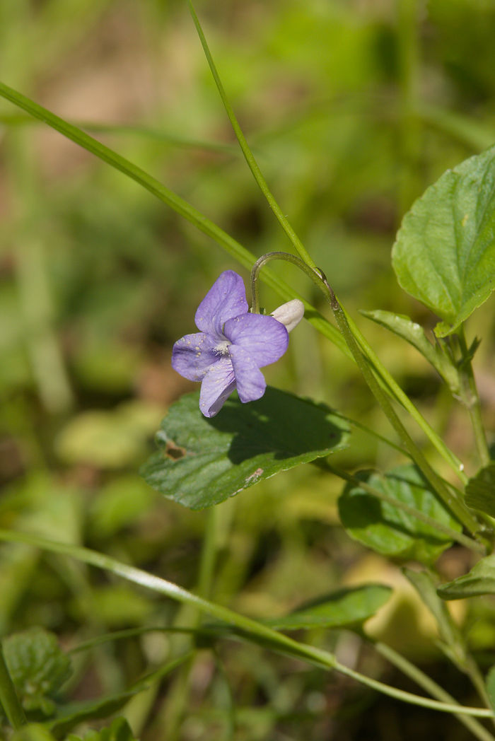 Hain Veilchen Viola riviniana