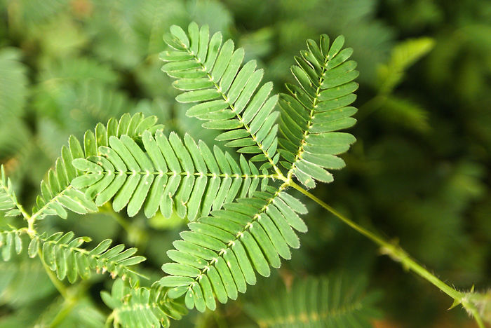 Mimosen Blatt Mimosa pudica mit Fiederblättern erster und zweiter Ordnung
