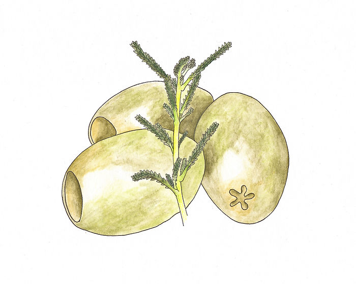Ein zweig des olivenkrauts vor drei oliven mit aquarelle gemalt