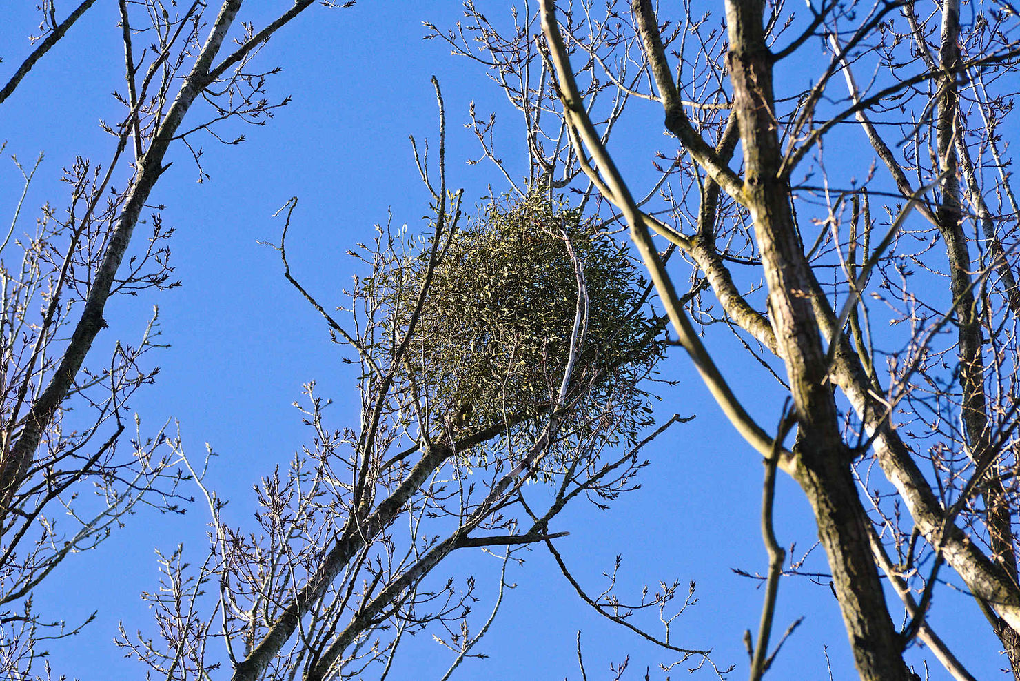 Mistel auf der Schwarzpappel (Populus nigra)