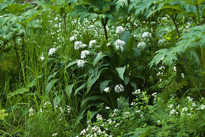 Bärlauch Allium ursinum