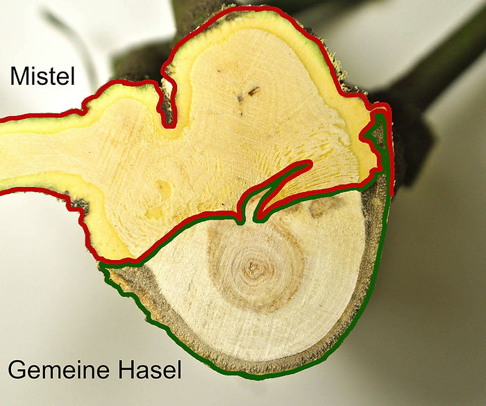 Markierte Flächen mit Hasel und Mistel Holz