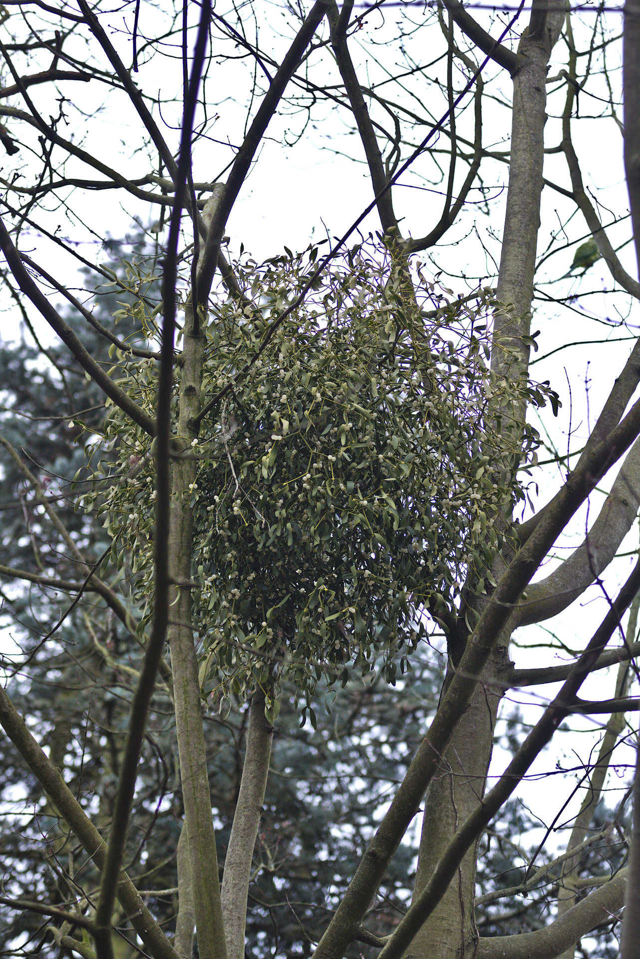 Mistel auf der Amerikanischen Buche (Fagus grandifolia)