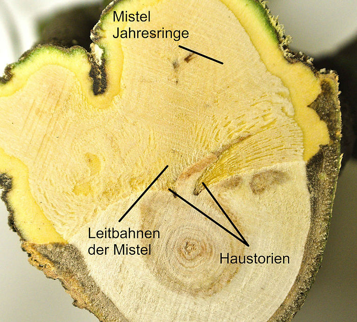 Jahresringe, Leitbahnen und Haustorien im Holz der Mistel markiert
