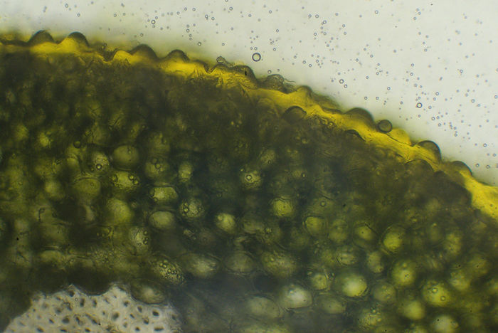 Cuticula der Sprossachse der weißbeerigen Mistel
