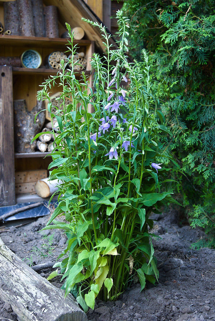 Acker-Glockenblume Campanula rapunculoides