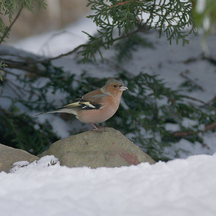 Buchfink (Fringilla coelebs) im Schnee