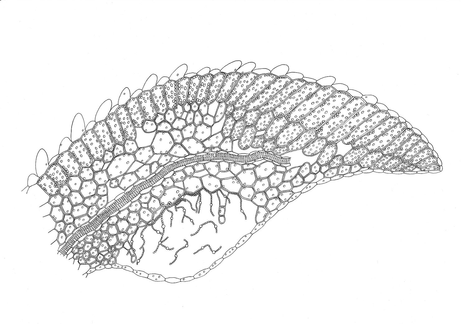 Eine Darstellung eines unbeschädigten Azolla Blattes mit intakter Höhle