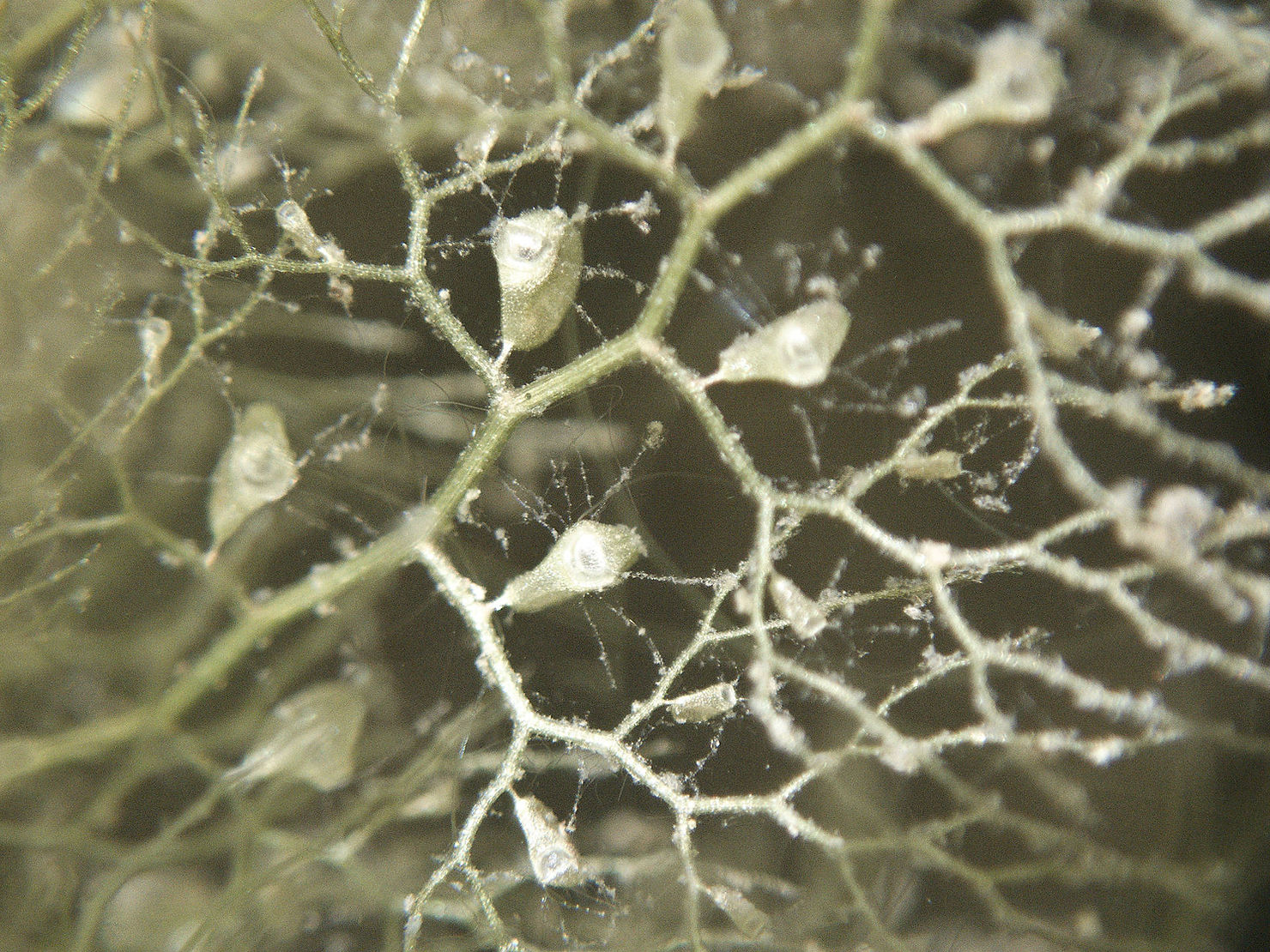 Verkannter Wasserschlauch Utricularia australis mit Fangblasen am Blatt