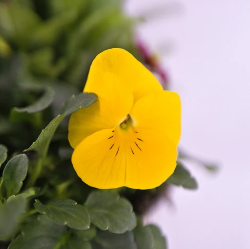 gelbes Hornveilchen 