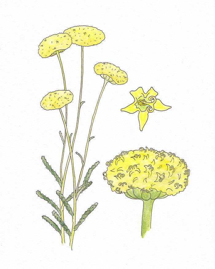Die Blütenstände mit ihren langen stielen, eine Nahaufnahme einer Sammelblüte und eine kleine einzelne Röhrenblüte von Olivenkraut
