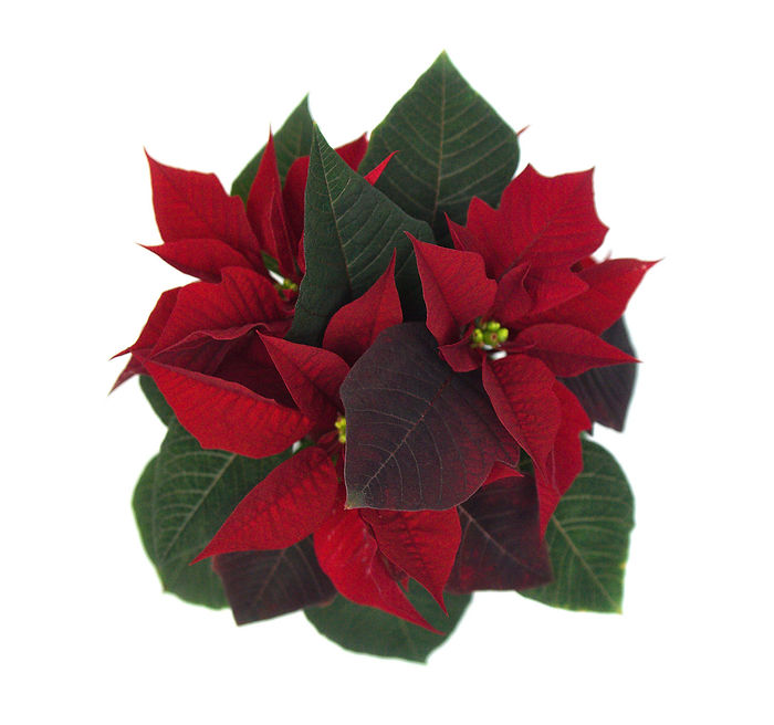 Weihnachtsstern von oben