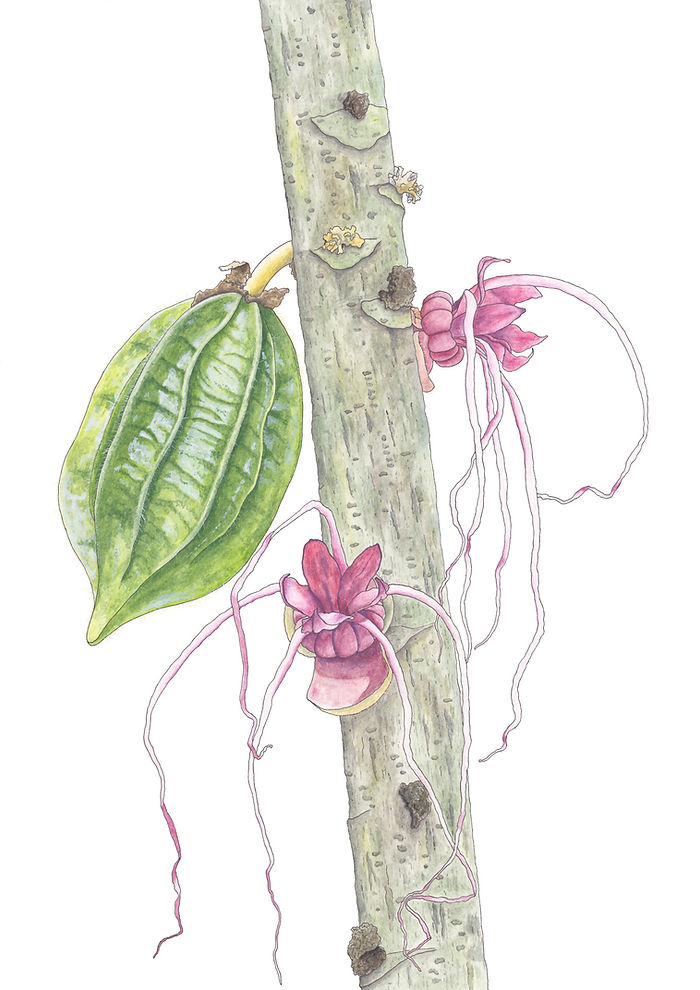 Aquarelle Bergkakao Theobroma mariae Herrania mariae