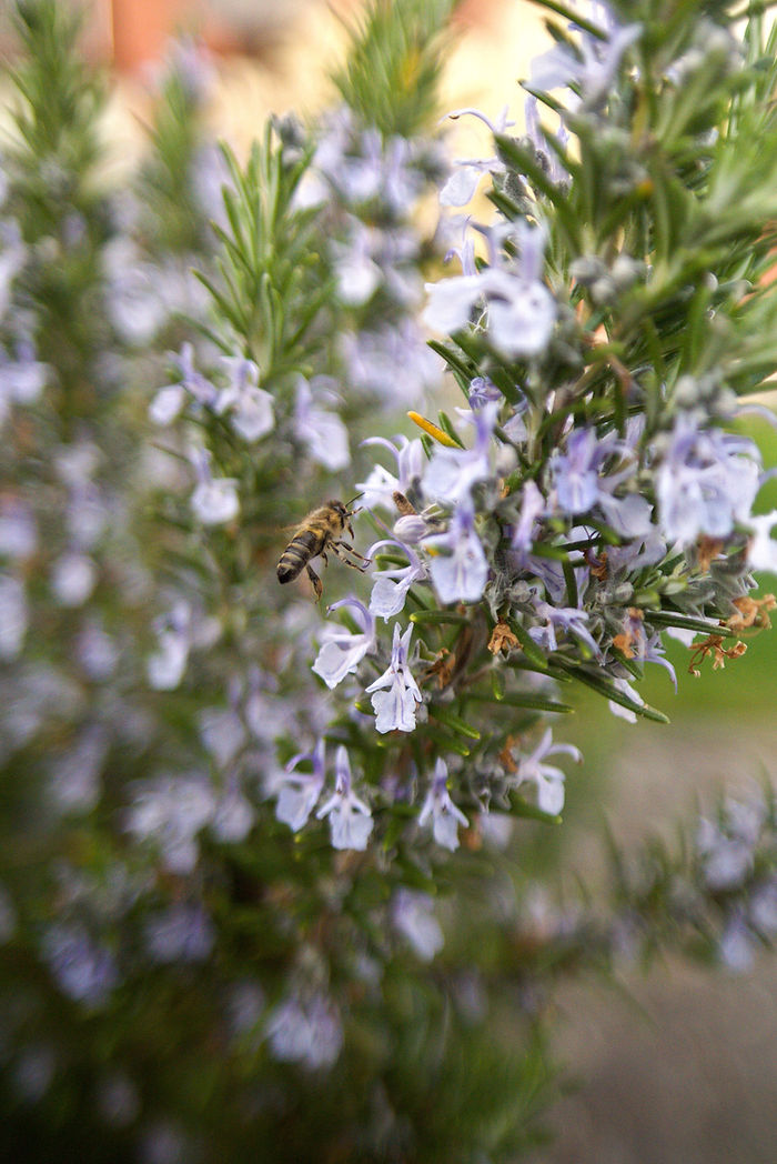 Rosmarinblüte und Honigbiene