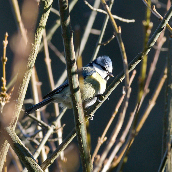 Kleine Blaumeise sitzt in einem Strauch