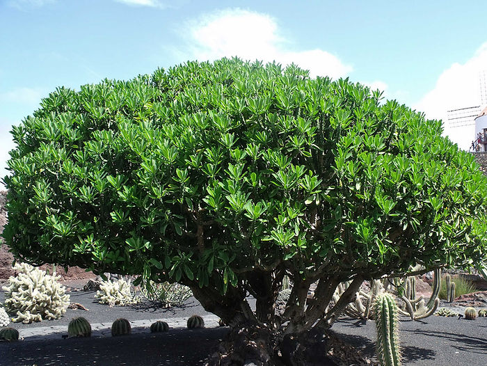 Euphorbia neriifolia Lanzarote