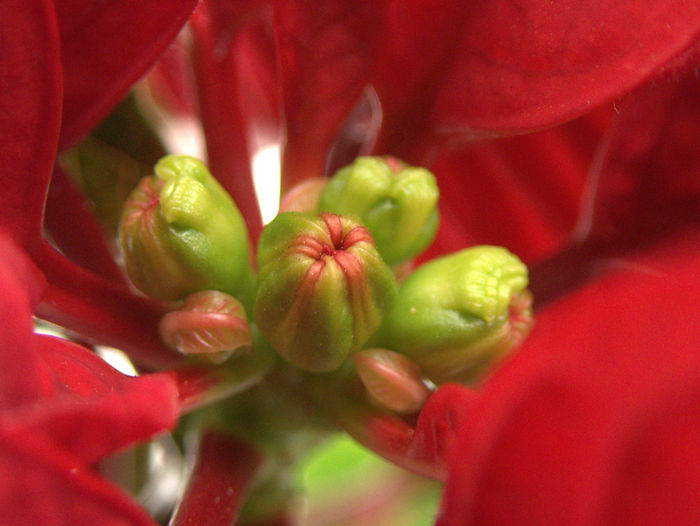 Junge Blüte Weihnachtsstern