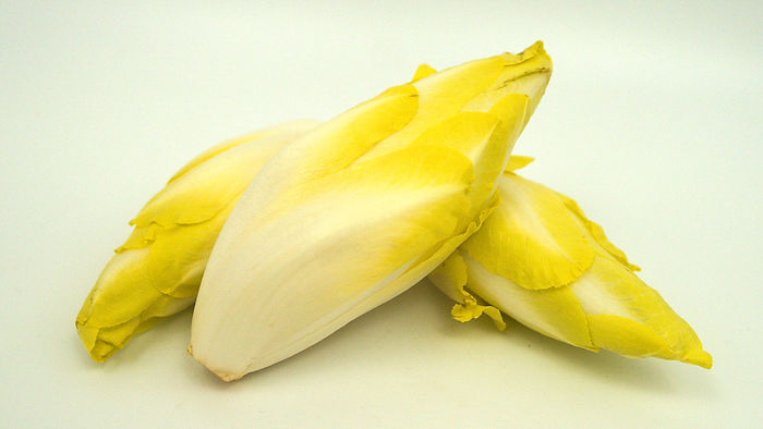 Chicorée Knospen 
