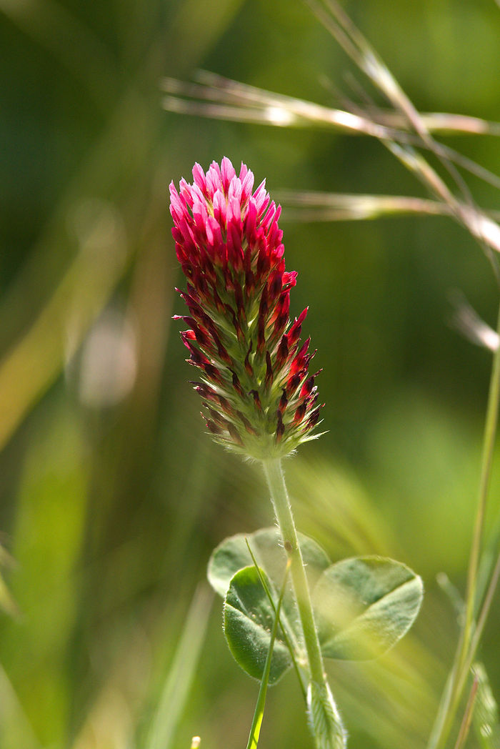 Inkarnat-Klee Trifolium incarnatum Blüte