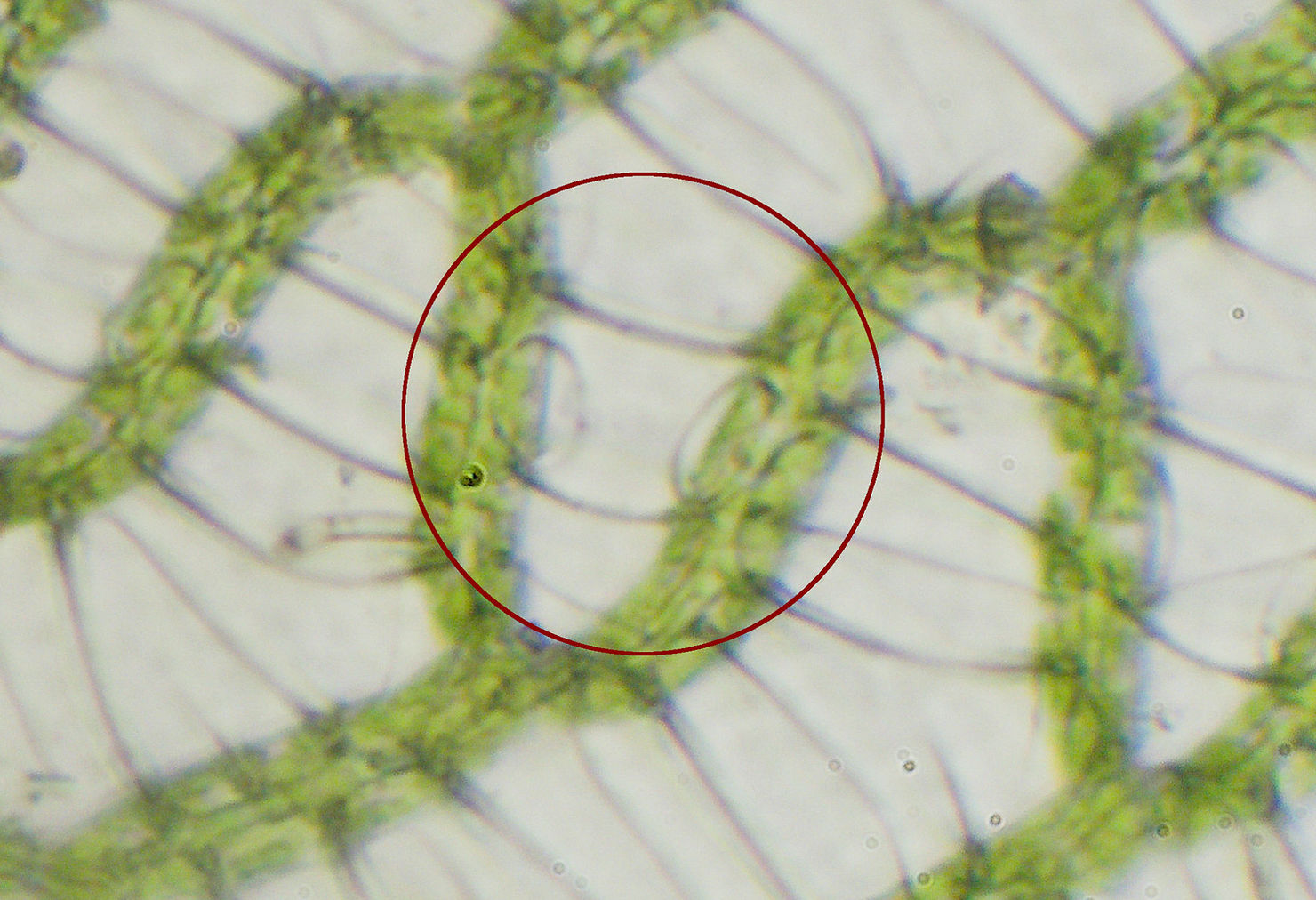 Poren einer Hyalocyte eines Torfmooses