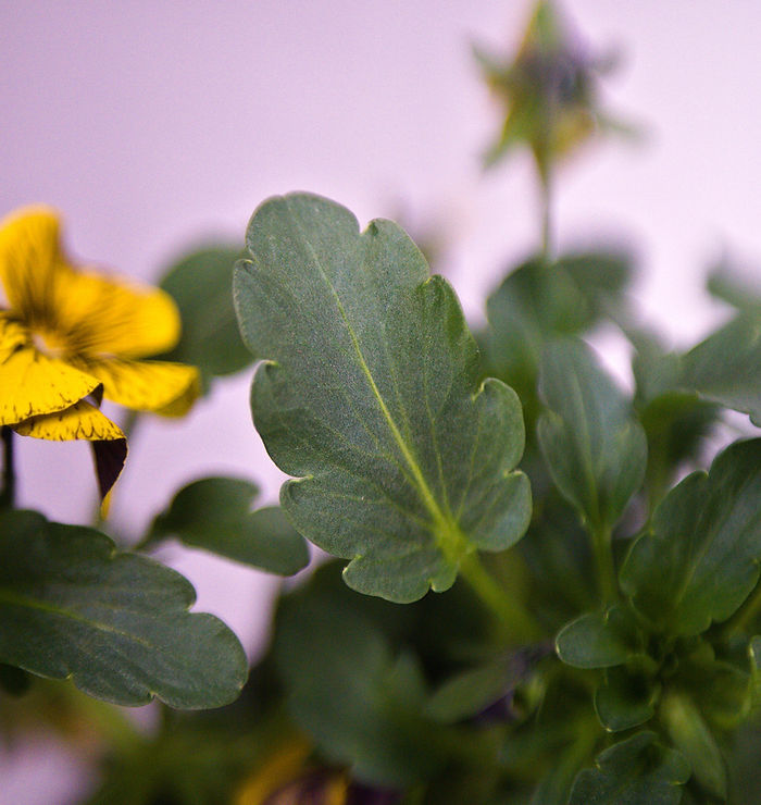 Blatt eines Hornveilchens