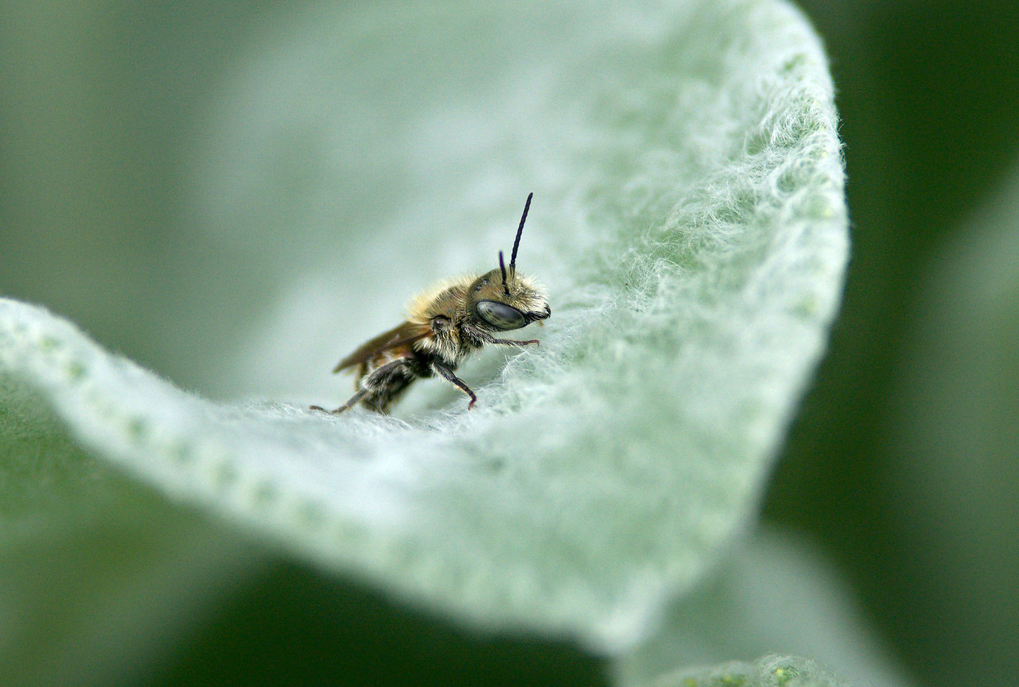 Schimmernde Mauerbiene Osmia submicans 