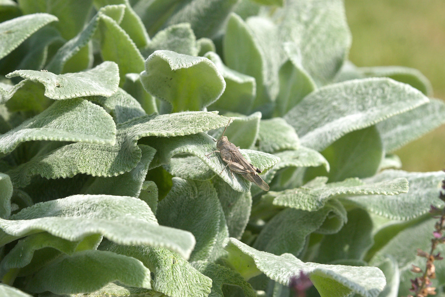 Stachys byzantina Wollziest Blätter